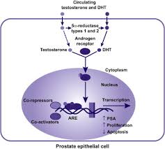These recommendations are based on an extensive. 5a Reductase Inhibitors In Benign Prostatic Hyperplasia And Prostate Cancer Risk Reduction Sciencedirect