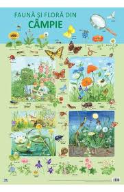 Plansa Flora Si Fauna Din Campie Bebelind Bebelind Bebelind