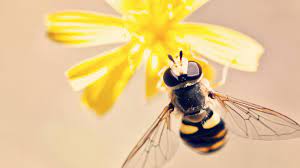 At aapex pest control we strive to provide the best customer service, followed by an intensive inspection and detailed report of all findings. Pest Control Company St Clair Shores Mi Tri County Pest Control Llc