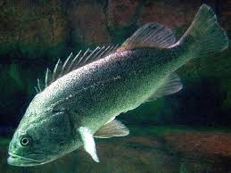 Image result for Sebaea leiostyla