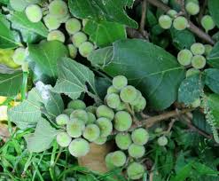 Image result for Pancovia