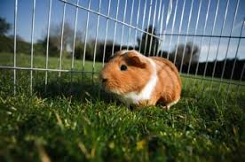 Malvorlagen verschiedener tiere schaffen die perfekte lösung und bringen sonnenschein an den maltisch. Wissen Uber Haustiere Mein Meerschweinchen Ist Weggelaufen Was Kann Ich Tun