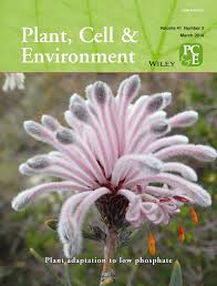 Image result for Xerophyta humilis