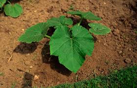 Clay soil has very small pore spaces, retarding water movement. Preparing Clay Soil For Gardening Lovetoknow