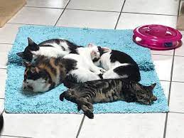 Diese katzen suchen ein zuhause: Wer Will Uns Katzen Und Hunde Suchen Neues Heim Schermbeck Online