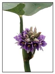 Image result for Monochoria africana