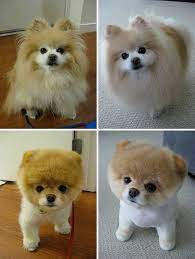 Puppers Transformed By Haircuts Boo The Dog Dog Haircuts Cute Dogs
