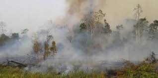 Kebakaran hutan di indonesia menjadi penyumbang terbesar laju deforestasi. Politik Ekonomi Kebakaran Hutan Dan Asap Di Indonesia Cifor Forests News