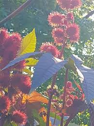 Berlin öffnungszeiten bremen öffnungszeiten bochum öffnungszeiten dortmund öffnungszeiten duisburg öffnungszeiten dresden öffnungszeiten düsseldorf öffnungszeiten essen öffnungszeiten frankfurt. Botanischer Garten Bochum Aktuelle 2020 Lohnt Es Sich Mit Fotos