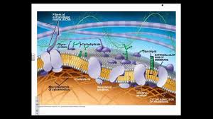 Cell membrane or plasma membrane is a membrane common to both plant and animal cells. Chapter 7 Membrane Structure And Function Youtube
