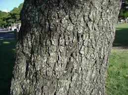 Image result for Mimusops afra