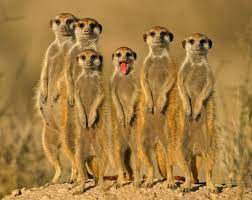 Best Wildlife Photography Meercats Wildlife Photography National Geographic Animals Animal Wallpaper