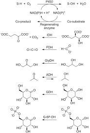 Contact them to learn more about all the corporate financial services that they offer. P450 Biotechnology Springerlink
