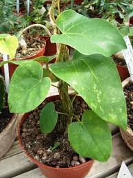 Image result for Tinospora fragosa