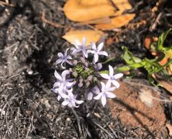 Image result for Pygmaeothamnus zeyheri