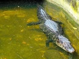 Explore gabreuvb's photos on flickr. Jacare Picture Of Museu Paraense Emilio Goeldi Belem Tripadvisor