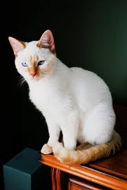 The colorpoint gene originally came from the siamese about 70 years ago, but at this time, the gene is widespread in the domestic cat gene. How Much Is A Flame Point Siamese Cat British Shorthair