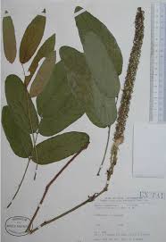 Image result for Uraria