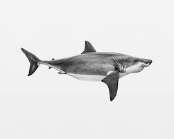 Șeful de bandă florian tudor. Thomas Brasey The History Of Swiss Settlers In Brazil Raises The Tragically Topical Issue Of Emigration Kehrer Verlag