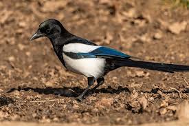 Jual beli burung area purwokerto. 4 Jenis Burung Kicau Paling Populer Di Indonesia Mulai Dari Anis Merah Hingga Murai Batu Portal Jember