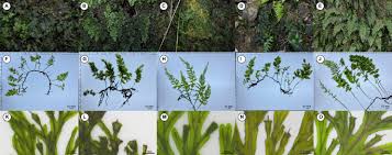 Image result for Vandenboschia