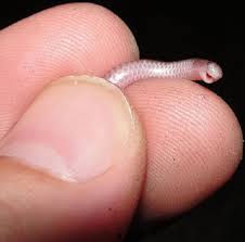 صور الزواحف بوجهها الظريف شبكة ابو نواف Cute Reptiles Reptiles Small Pets