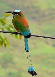 It does not adapt well to captivity. Torogoz El Salvador Nationa Beautiful Birds Pet Birds Pretty Birds