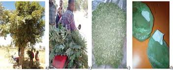 Image result for Millettia usaramensis