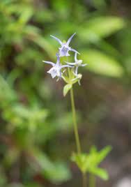 Image result for Rinorea elliptica