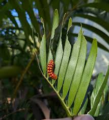 Image result for Ottelia kunenensis