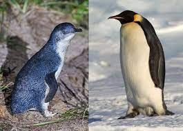 9 Enchanting Facts About Fairy Penguins Penguins Penguin Species Australian Animals
