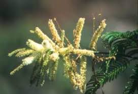 Image result for Acacia amythethophylla