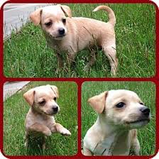 Join millions of people using oodle to find puppies for adoption, dog and puppy listings, and other pets adoption. Manchester Nh Jack Russell Terrier Chihuahua Mix Meet Ozzi A Puppy For Adoption Jack Russell Jack Russell Terrier Puppy Adoption