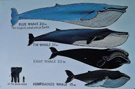 Whale Facts Repinned By Keva Xo Blue Whale Whale Whale Facts