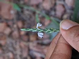 Image result for Elytraria acaulis