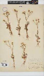 Image result for Senecio cryphiactis