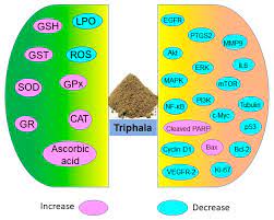 Antioxidants Free Full Text Oxidative Stress And Cancer Chemopreventive And Therapeutic Role Of Triphala Html