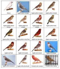 species 2 muhabbet kuslari tavuk irklari evcil hayvanlar