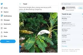 Maybe you would like to learn more about one of these? Viral Daun Pisang Berwarna Putih Di Kudus Bagaimana Penjelasan Ahli Halaman All Kompas Com