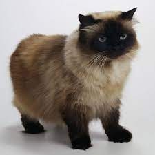 Pin On Siamese Cats