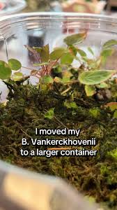 Image result for Begonia vankerckhovenii
