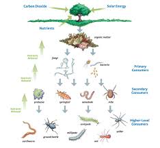 Support The Soil Food Web Landscape For Life