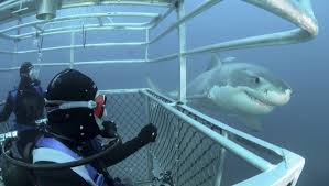 4 places where you can swim with sharks