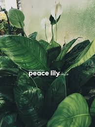 Pada pokok yang sama, daun pada bahagian. Peace Lily Bunga Putih Blog Sihatimerahjambu