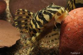 Zur einrichtung des aquariums gehören standardhöhlen. Peckoltia Compta L134 Goldtigerharnischwels My Fish Aus Freude An Der Aquaristik