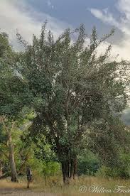 Image result for Garcinia livingstonei