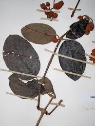 Image result for Pseudocalyx saccatus