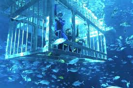 Dubai aquarium & underwater zoo: 7 Insane Experiences You Need To Try At Aquariums In Dubai Insydo