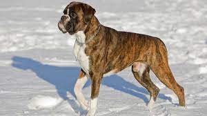 The boxer is known for being very active, happy and playful. Boxer Dog Breed Information Pictures More