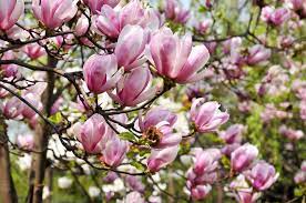 Olive trees can live for several centuries and can remain productive for as long if they are pruned correctly and regularly. Flowering Trees Tomlinson Bomberger